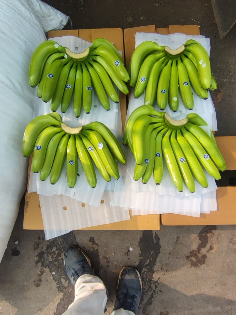 Fresh Cavendish Bananas